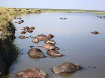 400 búfalos aparecen misteriosamente ahogados en el río Chobe 400 búfalos aparecen misteriosamente ahogados en el río Chobe