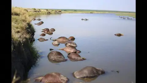 400 búfalos aparecen misteriosamente ahogados en el río Chobe 400 búfalos aparecen misteriosamente ahogados en el río Chobe