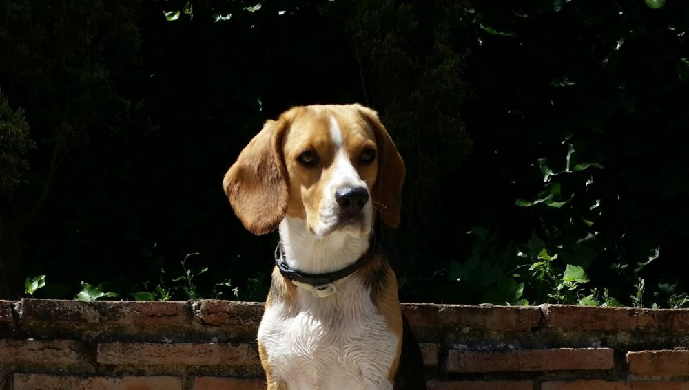 resultados de la cura del perro de cáncer de próstata resultados de la cura del perro de cáncer de próstata