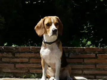 Un perro de la raza beagle Un perro de la raza beagle