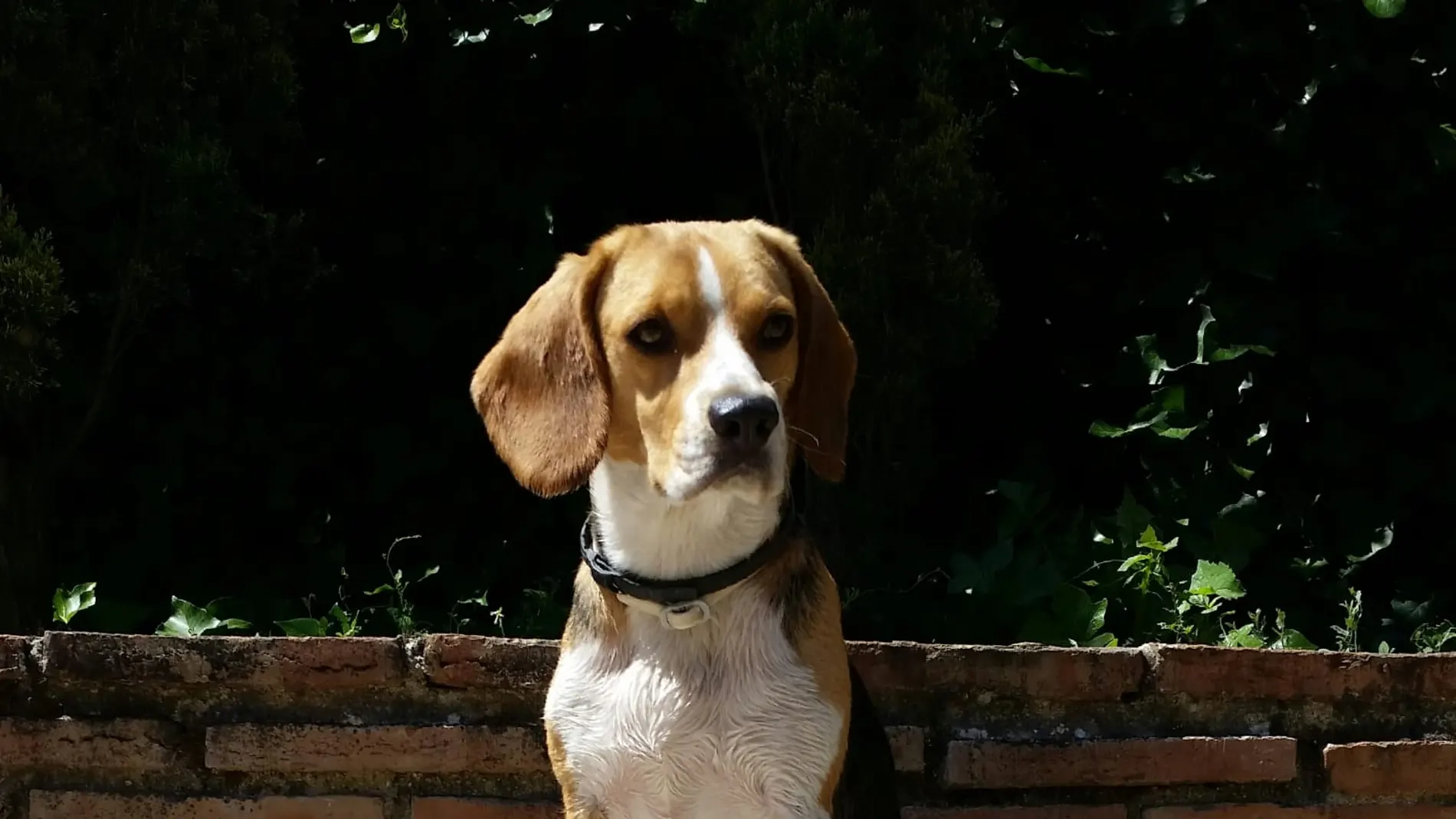 Un perro de la raza beagle Un perro de la raza beagle