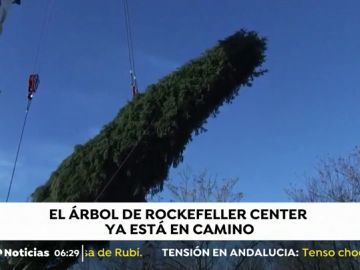Nueva York se prepara para instalar su famoso árbol de Navidad en la plaza Rockefeller