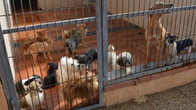 Buscan casa de acogida para 56 perros rescatados tras ser maltratados en Alicante