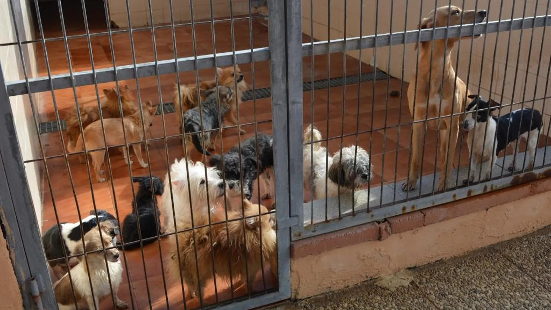 Algunos de los perros rescatados Algunos de los perros rescatados