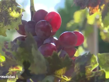 El vino más caro del mundo se produce en España y cuesta 25.000 euros El vino más caro del mundo se produce en España y cuesta 25.000 euros