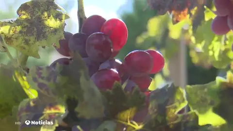 El vino más caro del mundo se produce en España y cuesta 25.000 euros El vino más caro del mundo se produce en España y cuesta 25.000 euros