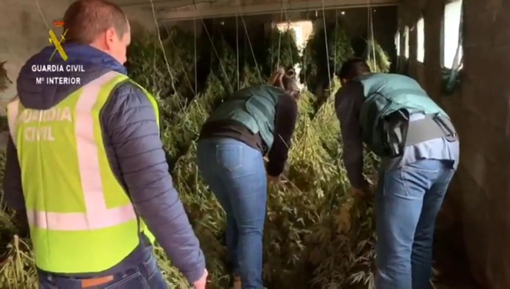 Cae una red criminal que poseía una parcela con 950 plantas de marihuana en Huesca