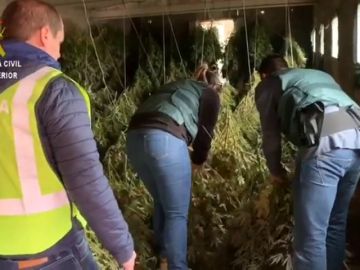 Cae una red criminal que poseía una parcela con 950 plantas de marihuana en Huesca