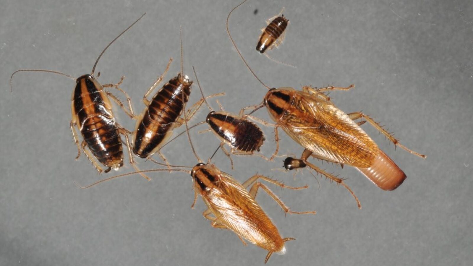 Un experto alerta de una plaga de cucarachas durante los meses de verano por 