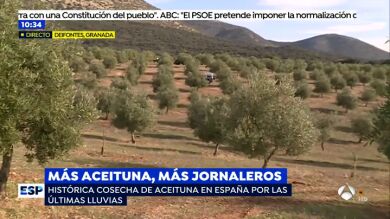 El año histórico de la cosecha de aceituna permite la contratación masiva de jornaleros