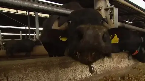 Una búfala en una granja de Italia Una búfala en una granja de Italia