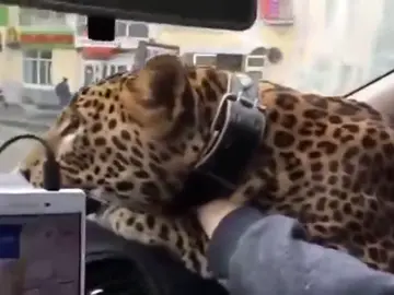 El pasajero más extraño que ha tenido un taxista en Rusia El pasajero más extraño que ha tenido un taxista en Rusia