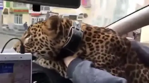 El pasajero más extraño que ha tenido un taxista en Rusia El pasajero más extraño que ha tenido un taxista en Rusia