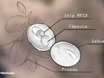 ACEITUNAS ACEITUNAS