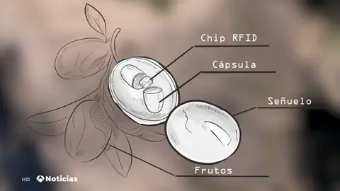 ACEITUNAS ACEITUNAS