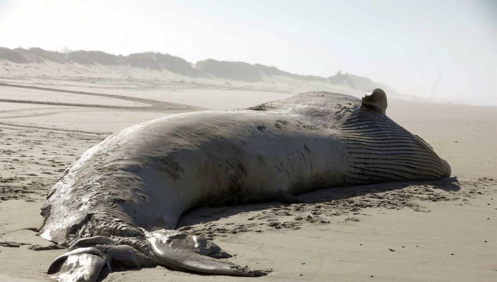  Aparece una ballena muerta de 18,5 metros en una playa de Portugal