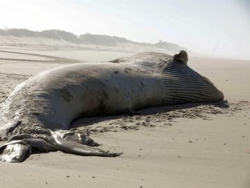 Aparece una ballena muerta de 18,5 metros en una playa de Portugal