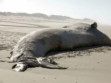 Aparece una ballena muerta de 18,5 metros en una playa de Portugal Aparece una ballena muerta de 18,5 metros en una playa de Portugal