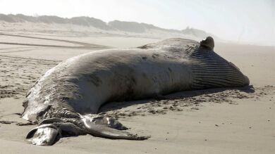 Aparece una ballena muerta de 18,5 metros en una playa de Portugal