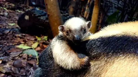 Un oso hormiguero cuida de su hermano pequeño en el zoo de Londres Un oso hormiguero cuida de su hermano pequeño en el zoo de Londres