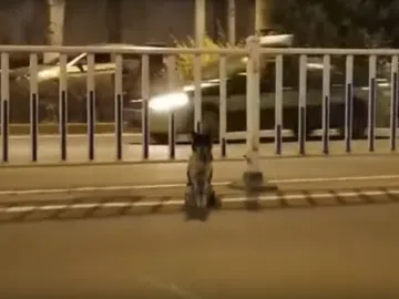 El perro esperando a su dueña El perro esperando a su dueña