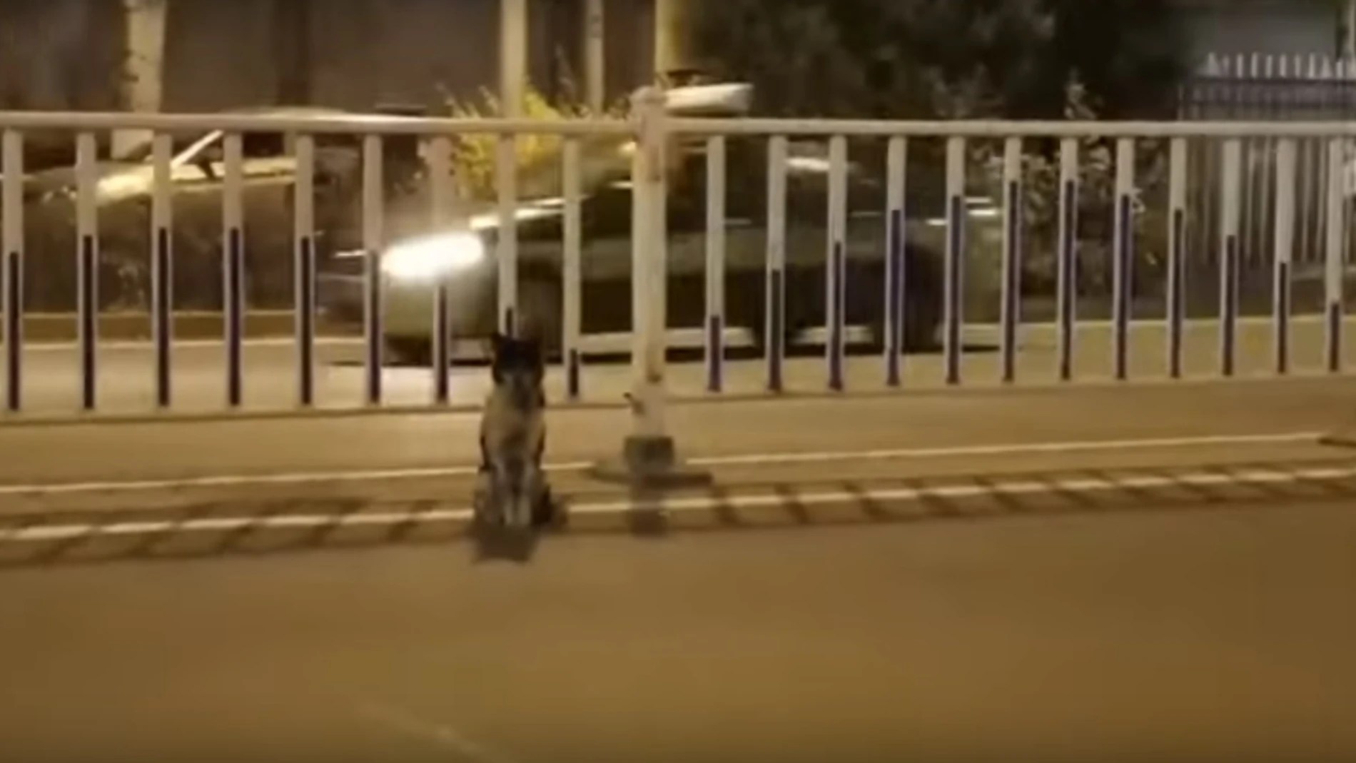 El perro esperando a su dueña El perro esperando a su dueña