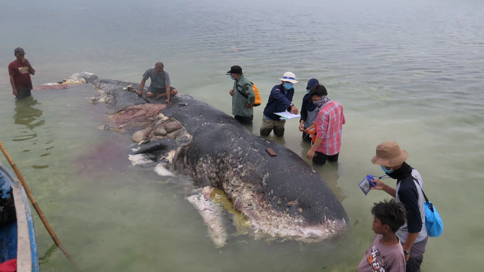 La ballena hallada muerta en Indonesia La ballena hallada muerta en Indonesia
