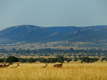 Defienden la caza en el área del Parque de Cabañeros Defienden la caza en el área del Parque de Cabañeros