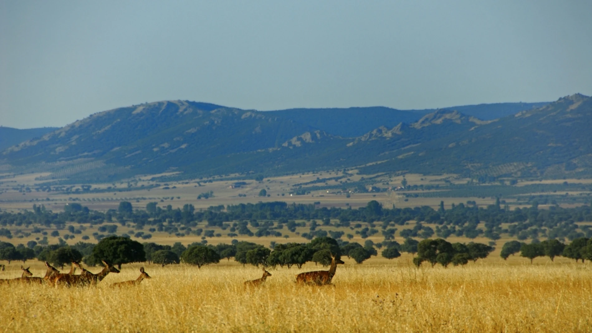 Defienden la caza en el área del Parque de Cabañeros Defienden la caza en el área del Parque de Cabañeros