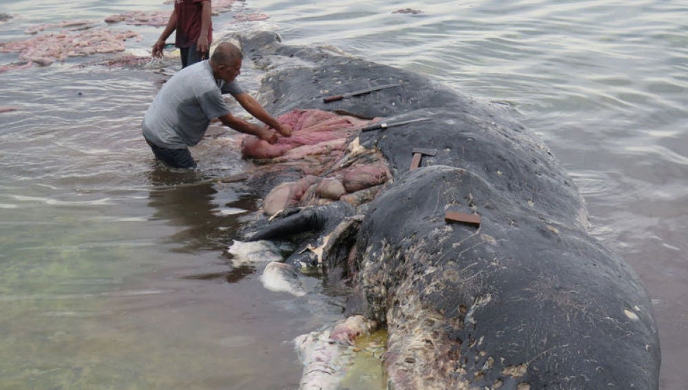 Hallan cachalote muerto con 6 kilos de plástico en el estómago en Indonesia