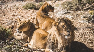 Leones en el refugio de Al Ma'wa, Jordania