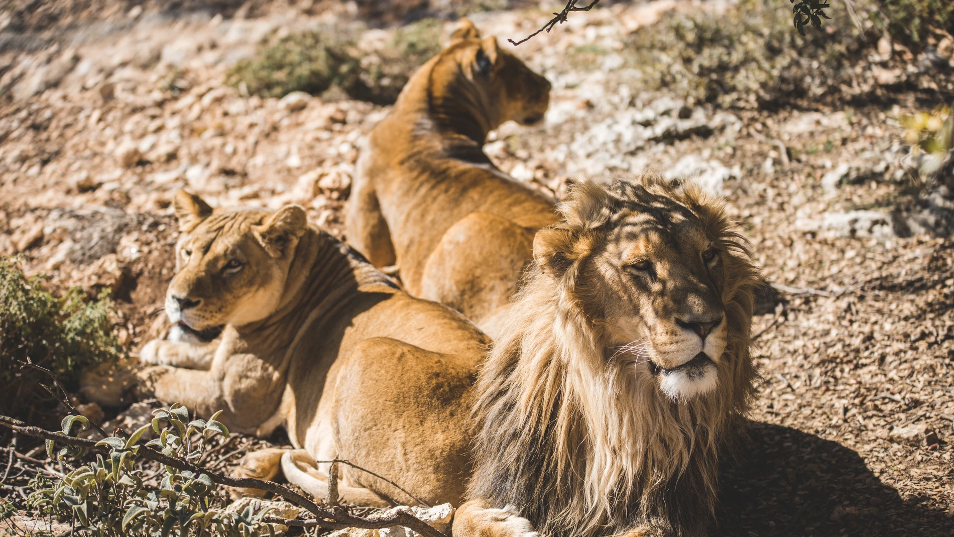 Leones en el refugio de Al Ma'wa, Jordania Leones en el refugio de Al Ma'wa, Jordania