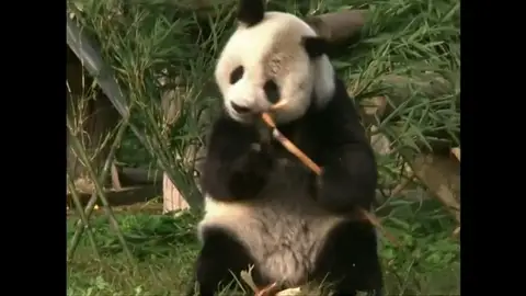 Un oso panda gigante de 28 años supera una operación de cáncer testicular Un oso panda gigante de 28 años supera una operación de cáncer testicular