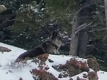 Spitfire, la loba asesinada en Montana Spitfire, la loba asesinada en Montana