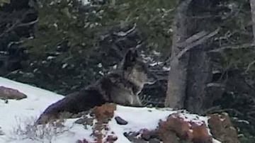Spitfire, la loba asesinada en Montana