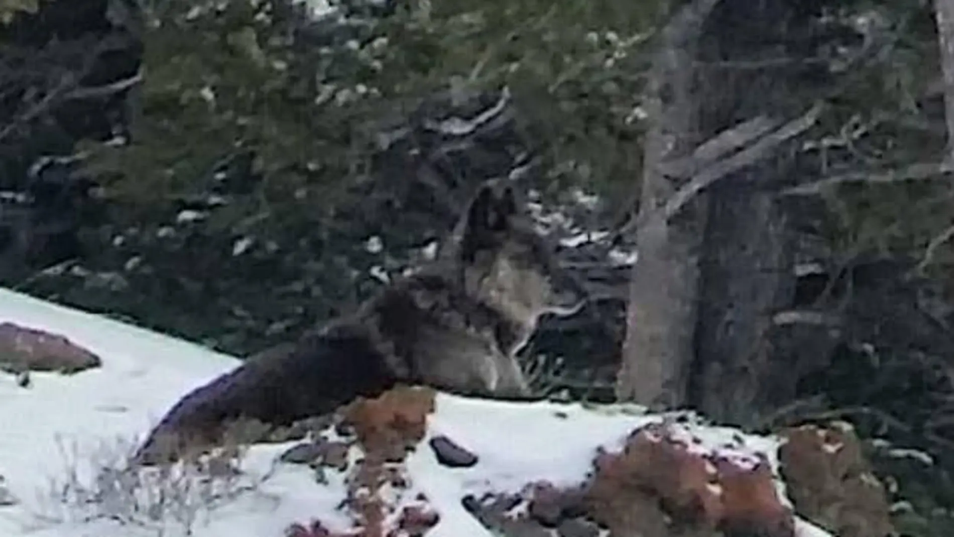 Spitfire, la loba asesinada en Montana Spitfire, la loba asesinada en Montana
