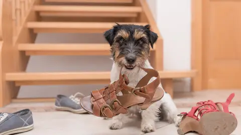 Un perro esconde sandalias por toda la casa Un perro esconde sandalias por toda la casa