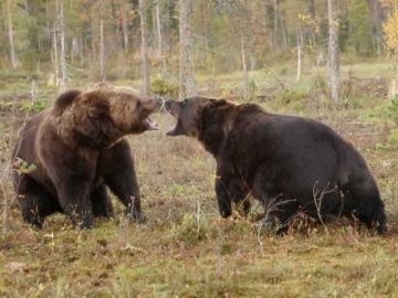 Pelea entre dos osos Pelea entre dos osos