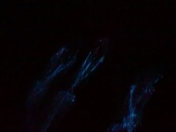 Así nada un grupo de delfines entre plancton fluorescente