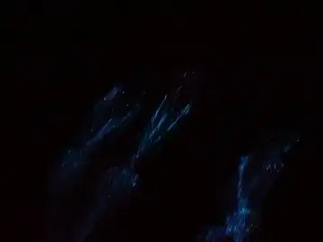 Así nada un grupo de delfines entre plancton fluorescente Así nada un grupo de delfines entre plancton fluorescente