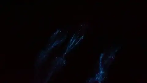Así nada un grupo de delfines entre plancton fluorescente Así nada un grupo de delfines entre plancton fluorescente