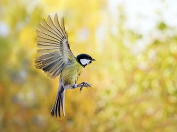 pajaros