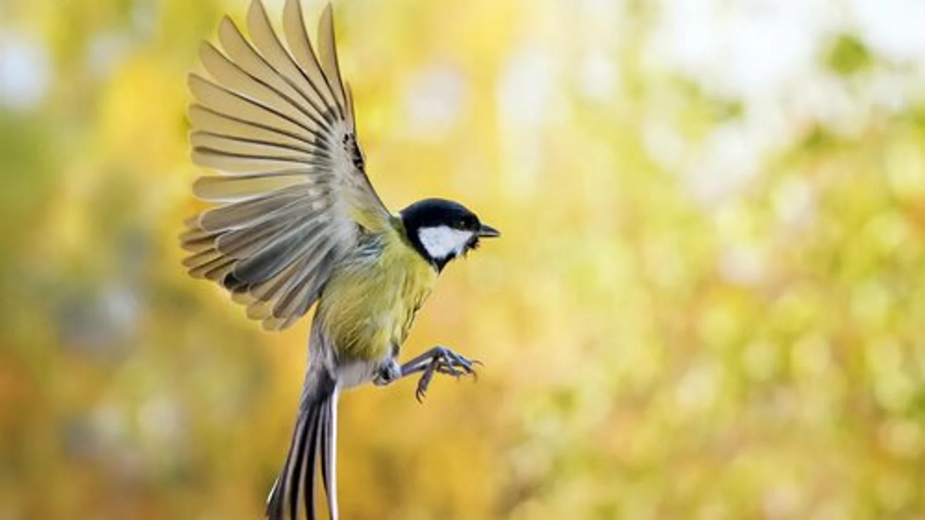 pajaros pajaros