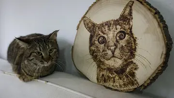 GATO GATO