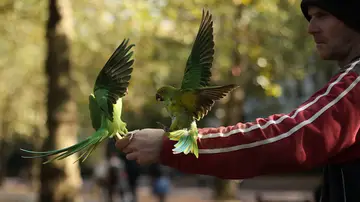 pajaro pajaro
