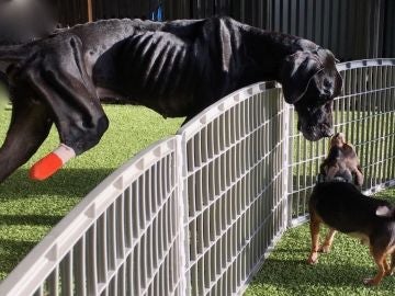 Luke, el perro hambiento que se amputó la pata para huir de sus dueños