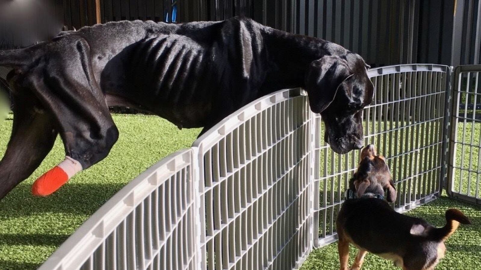 Un perro hambriento se amputa media pata para escapar de sus dueños que lo tenían atado