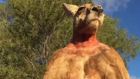 Roger, el canguro culturista Roger, el canguro culturista