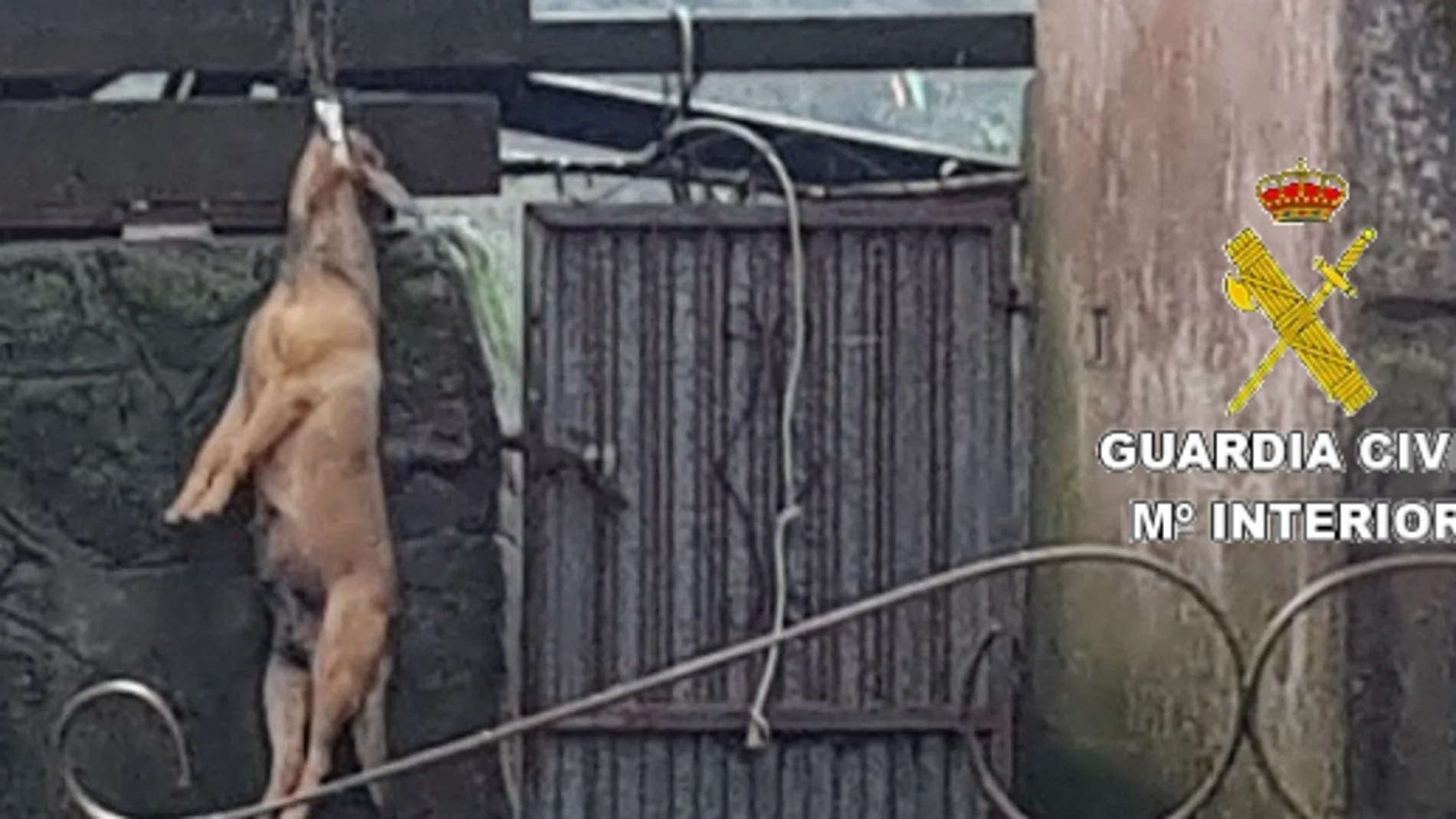 perro ahorcado perro ahorcado