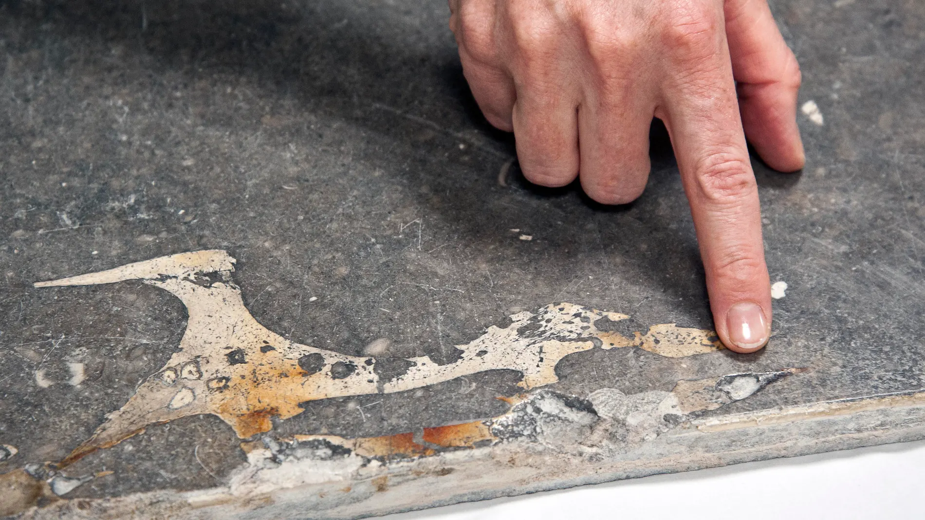 Fósil de vaca marina encontrado en Girona Fósil de vaca marina encontrado en Girona